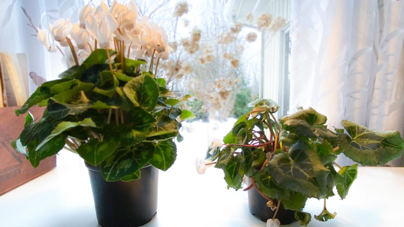 Houseplants Chicago Botanic Garden